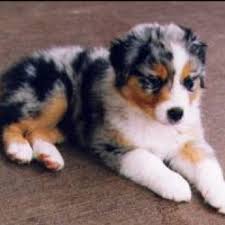 Black And White Australian Shepherd Puppy For Sale Bernese Mountain Dog And Australian Shepherd Mix Australian Shepherd Puppies Shepherd Puppies Baby Animals