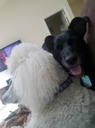 Homeward pet adoption center, woodinville, wa. Homeward Trails Animal Rescue Incorporated Reviews And Ratings Fairfax Sta Va Donate Volunteer Review Greatnonprofits