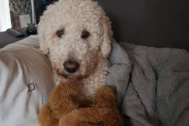 Fundraiser by Andrew Charnock : Coopermans lifesaving surgery