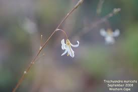 Image result for Trachyandra saltii