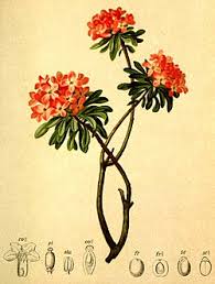 Image result for Synandrodaphne