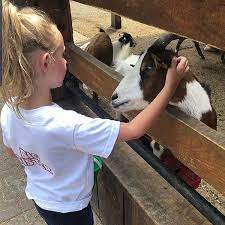 This unique and original long island petting zoo, has been servicing the community since 1981, providing care and shelter. Animal Farm White Post Animal Farm Of Melville