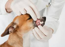 It also includes pet oral surgery and all other aspects of your animal's oral health care. How Much Does Dog Teeth Cleaning Cost Dog Teeth Dog Teeth Cleaning Dog Dental Cleaning