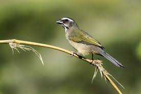 Foto Trinca Ferro Verdadeiro Saltator Similis Por Jose Branco Aves Do Brasil Passaros Brasileiros Passaros Silvestres