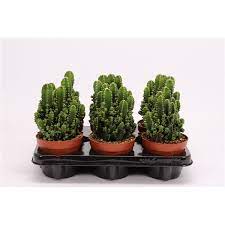 It is indeed a curious plant to grow and a must for the drought tolerant collection. Radyasyon Emici Kaktus Buyuk Boy Cereus Paolina 25 Cm