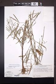 Image result for Crotalaria brevidens