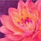Capital Region Flower & Garden Expo