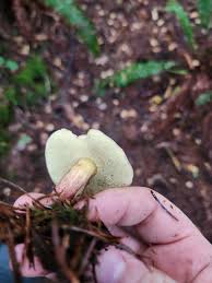 Image result for Xerocomellus diffractus