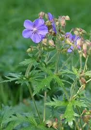 Image result for Geranium mlanjense