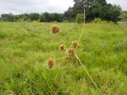 Image result for Rhynchospora holoschoenoides