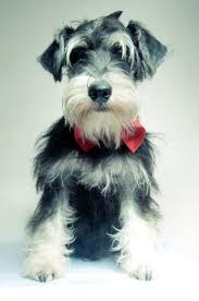 Miniature Schnauzer Cropped Ears Miniature Schnauzer Schnauzer Puppy Schnauzer