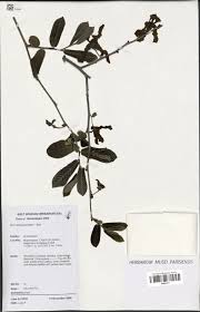 Image result for Monodora grandidieri