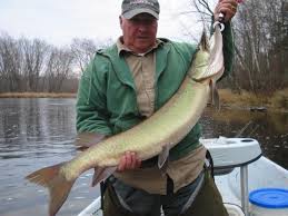 Check spelling or type a new query. Johnson Silver Minnow Spoon Lures Dick S Sporting Goods