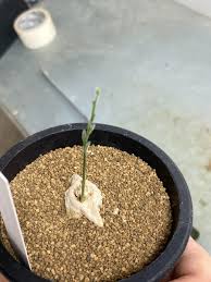 Image result for Stathmostelma