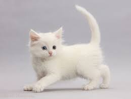 Black And White Kittens For Sale Near Me Best White Kittens With Black Spots For Sale Near Me In 2020 White Kittens White Cats Kittens
