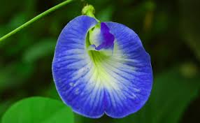 Basic shapes in hindi.help your kids recognize and learn the names of shapes in hindi thru pictures.त्रिकोण, वर्ग, आयत. Know About Onam Pookalam And The Flowers Used For It
