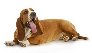We did not find results for: á… 2021 Basset Hound Charakter Wesen Bilder