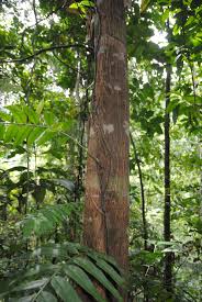 Image result for Stenochlaena