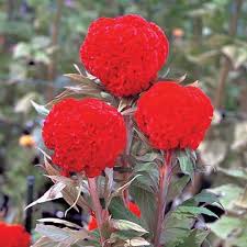 Image result for Celosia