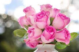 Los seres humanos han comenzado a cultivar rosas desde el año 500 a. Rosas Exoticas Mas Bellas Del Mundo 2021 Rosas Hermosas