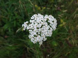 The poem is about a special young wolf. White Forest Flowers And A Poem Too Paula M De Angelis Photography
