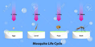 Why do female mosquitoes lay eggs in water? The Life Cycle Of Mosquitoes Vector Infographic Of Insect Lay Royalty Free Cliparts Vectors And Stock Illustration Image 129151455