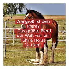 pferde fakten pferde grosse pferde pferd