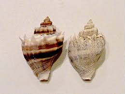 See more ideas about fighting conch, shell crafts, seashell crafts. How To Restore Color To Your Seashells I Love Shelling
