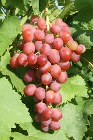 Rebsorten Die 20 Besten Tafeltraubensorten Plantura Trauben Pflanzen Reben