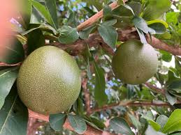 Image result for Stereospermum harmsianum