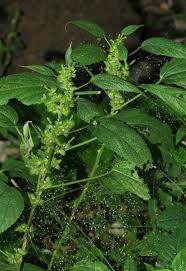 Image result for Acalypha ciliata