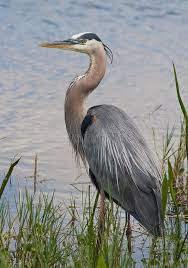 Birds That Start With An S Great Blue Heron In Breeding Plumage Stands At The Watera A A S Edge Sponsored Heron Breeding Great Blue Wa Heron Art Blue Heron Birds Painting