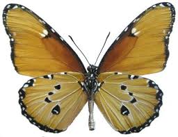 Image result for Stathmostelma pedunculatum