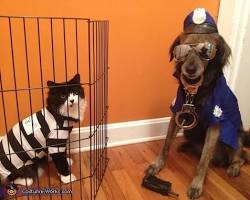 dog and a cat in Halloween costumesの画像