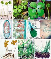 Image result for Marsilea macrocarpa