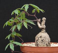 Image result for Cyphostemma adenocaule