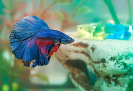 The wonderful thing about betta fish, is that you can create many different types and colors of betta, simply by cross breeding two different characteristics. How Long Do Betta Fish Live 5 Tips To Increase Their Lifespan Fishkeeping World