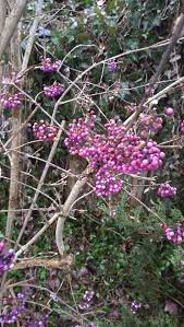 Native to the southeast—from maryland to florida and west through texas—it grows best in climates with. Plant Id Forum What Is This Bush With Purple Berries Found In A Garden In Switzerland Garden Org