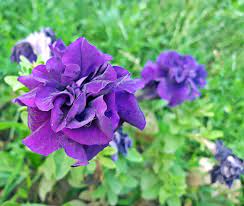 Growing Petunias Umn Extension
