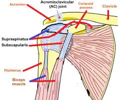 Image result for Rotator Cuff Triad Test