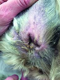 If your dog has a yeast infection of the outer ear canal, the vet might prescribe a topical antifungal ointment or cream. Chronic Ear Infections In Dogs What You Need To Hear Whole Dog Journal