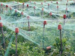 You can also cover maturing corn ears with paper bags, and lay garden fabric over germinating seedlings to foil the birds. How To Deter Birds From Your Garden And Home