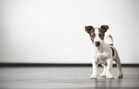 2 Month Old Puppy What To Expect