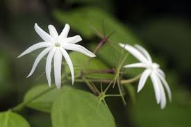 Image result for Jasminum sp. A