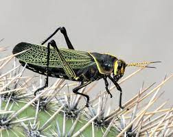 Because of their big size, high numbers and bright coloration, people have a lot of questions about them. Horse Lubber Grasshopper Taeniopoda Eques Male Green Valley Pima County Arizona Usa Male Horse Lubber Grasshoppers Grasshopper Male Horse Pima County