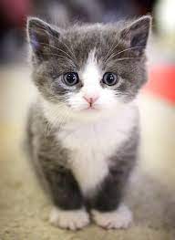 Sweet Kitten Available For Adoption Through Www Hart90 Org Photo By Www Kirschphoto Com Kittens Cutest Cats Kittens
