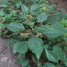 Image result for Laportea alatipes