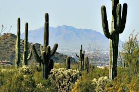 Our top picks lowest price first star rating and price top reviewed. Phoenix Archives Rving With Rex