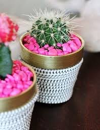 Cuidar un cactus realmente no es algo complicado. Lo Que Tienes Que Saber Sobre Los Cuidados De Un Cactus Mini