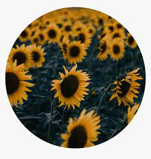 Many of you might have a favorite flower, however, we are dedicating this article to … Icon Edit Aesthetic Tumblr Kpop Aesthetic Sunflower Romantic Sunflower Love Quotes Hd Png Download Transparent Png Image Pngitem